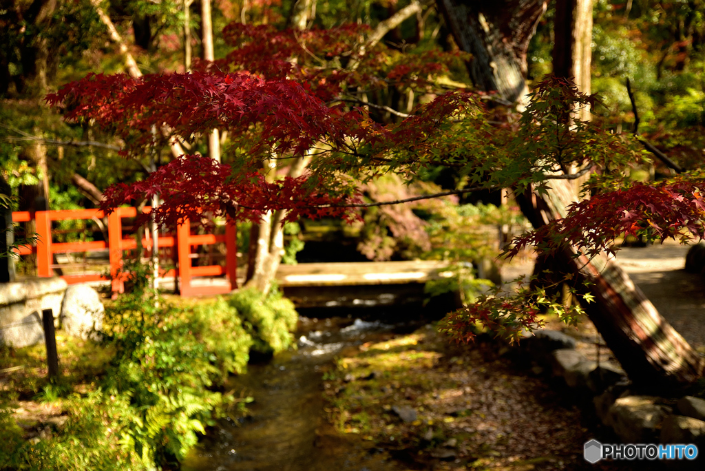それぞれの紅葉　～上賀茂神社～