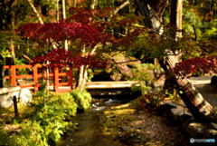 それぞれの紅葉　～上賀茂神社～