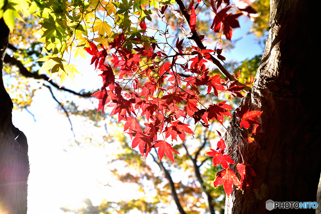 それぞれの紅葉　～源光庵～