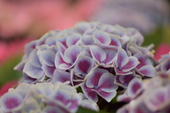 紫陽花