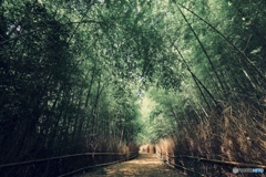 大高緑地公園 竹林