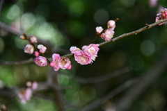 梅の花