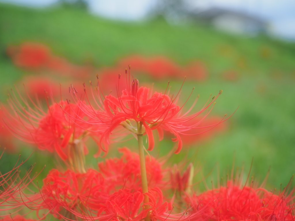 彼岸花