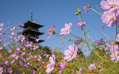 備中国分寺　秋桜