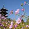 備中国分寺　秋桜