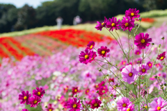 あわじ花さじき