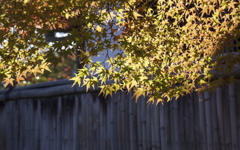 好古園　紅葉