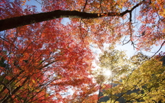 奥津渓　紅葉