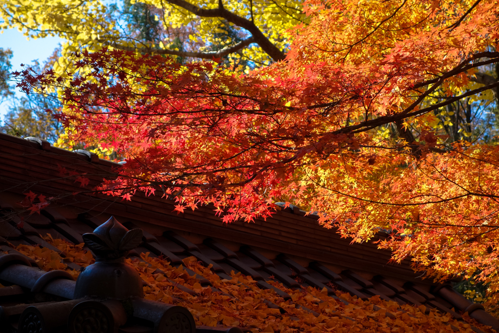 妙法寺