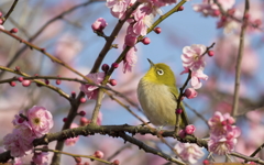 世界の梅公園　メジロ