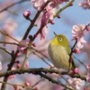 世界の梅公園　メジロ