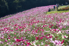 あわじ花さじき