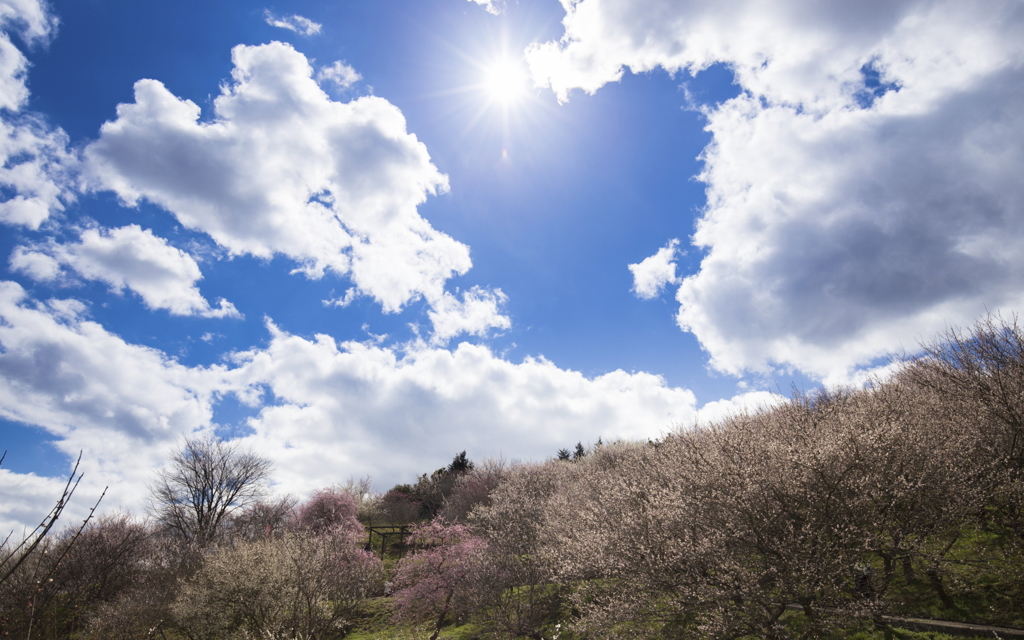 美咲町　梅の里公園