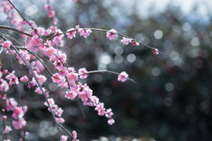 梅の里公園