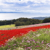 あわじ花さじき