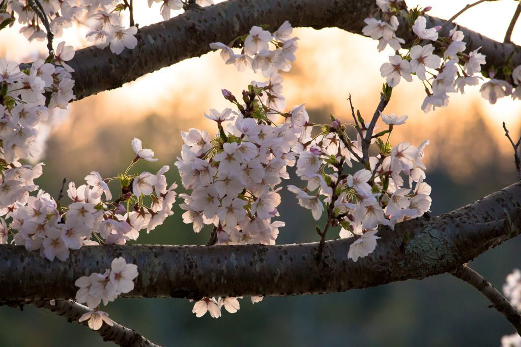黄昏桜