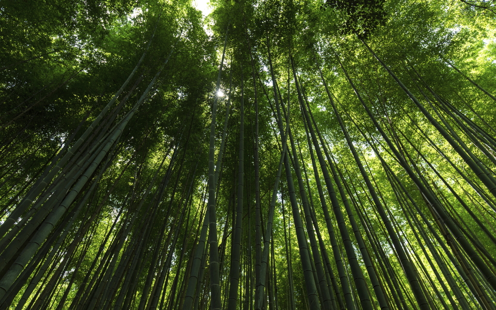 京都　竹林の小径