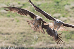 トンビ？ノスリ？