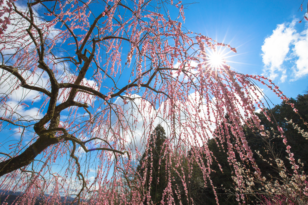 神代梅の里公園②