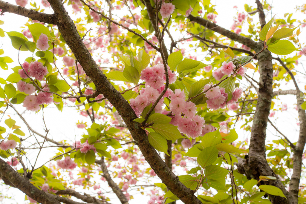 牡丹桜