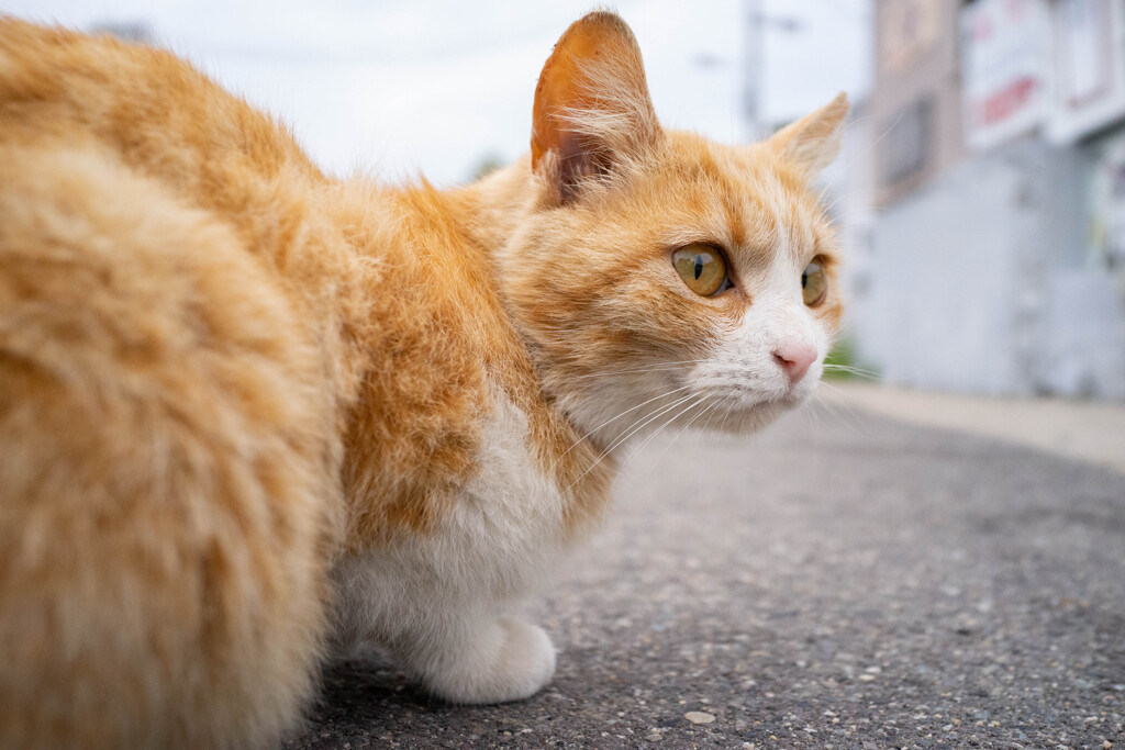 見返り美猫図