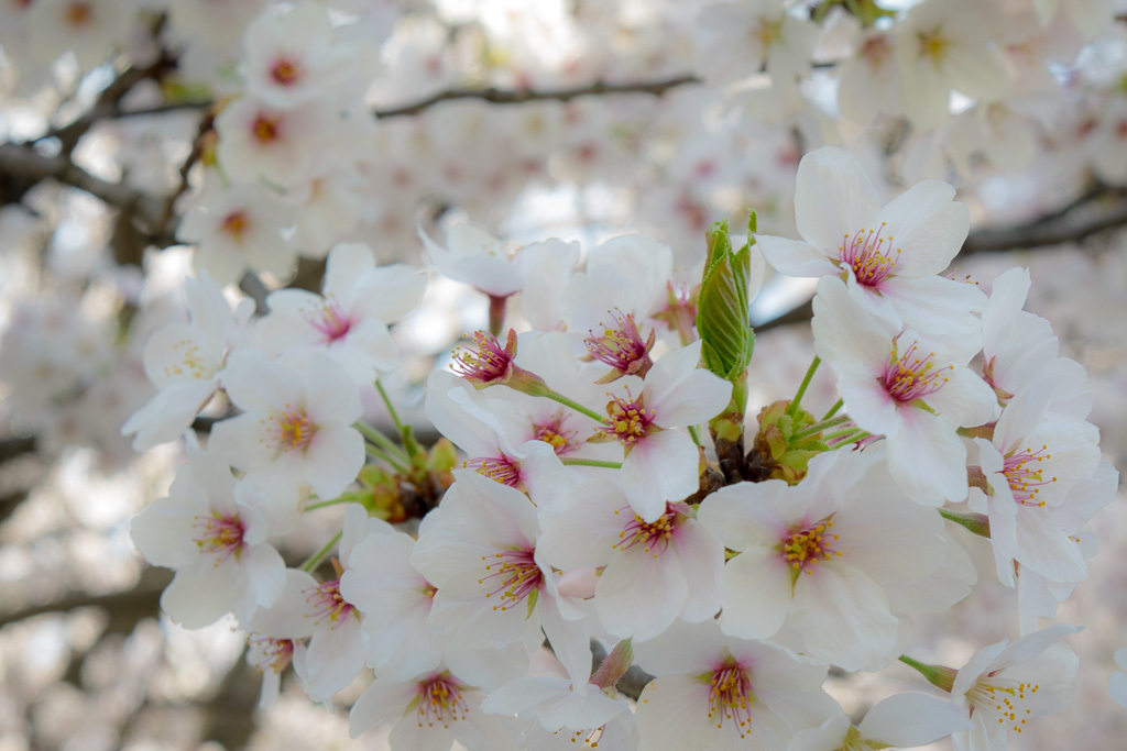 咲き、散り、芽吹く、刹那