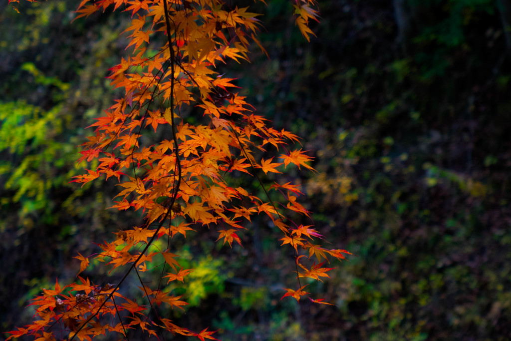 紅葉