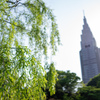 しだれ桜の緑
