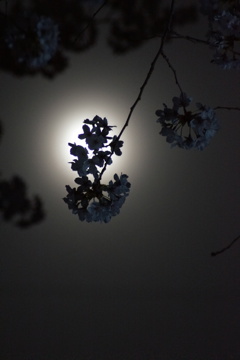 おぼろ月と桜
