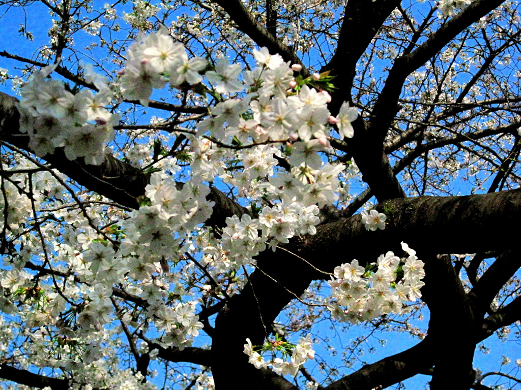 桜　（サチレーション・エフェクト）