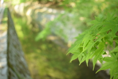 若紅葉