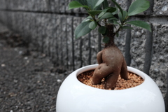 マンドラゴラ