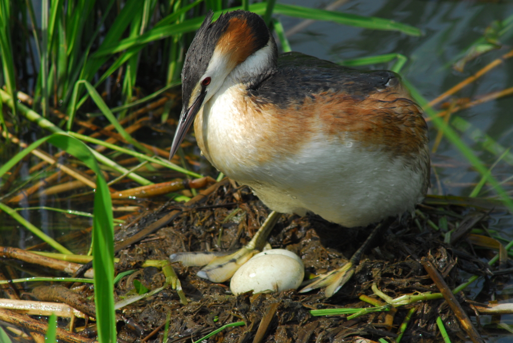 カンムリカイツブリ