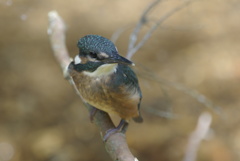 カワセミ幼鳥