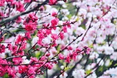 spring♪♪