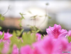 pink