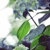 紫陽花見つけた