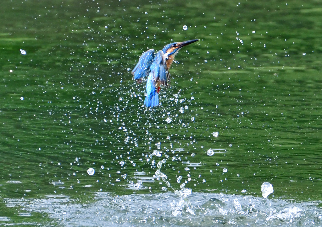 ダイブ　７/１２②