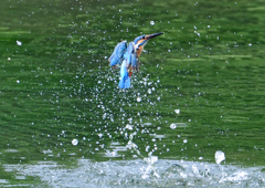 ダイブ　７/１２②