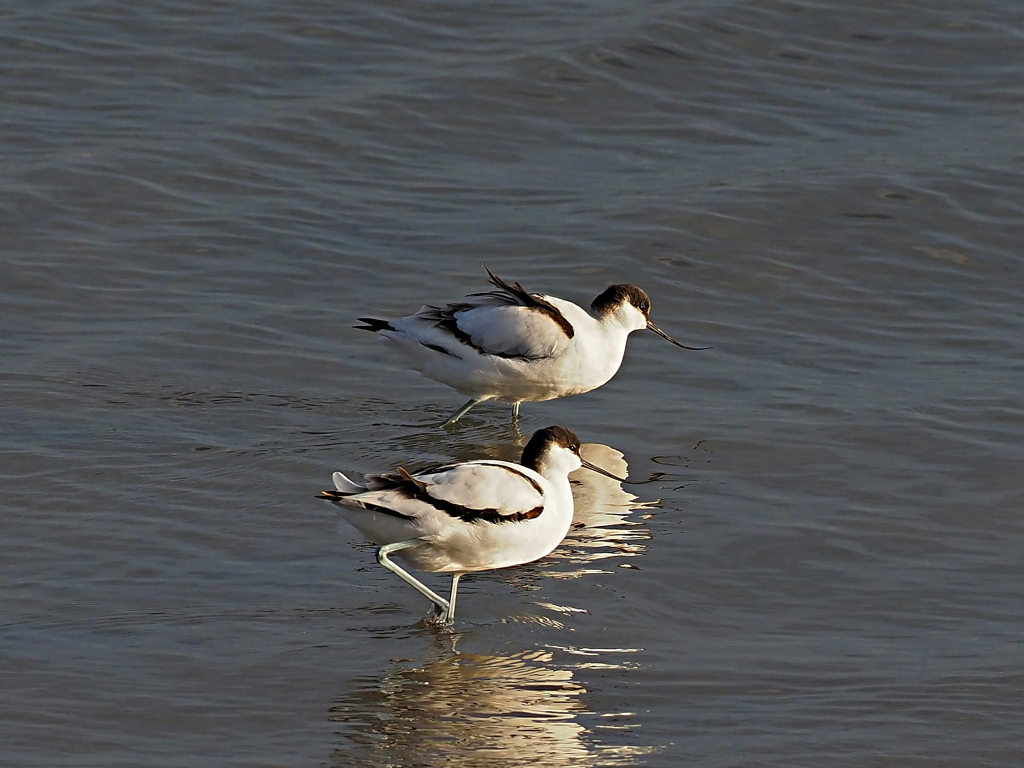 ソリハシセイタカシギ　１２/８➌