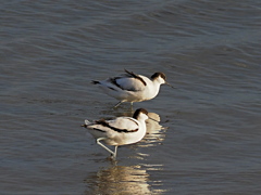 ソリハシセイタカシギ　１２/８➌