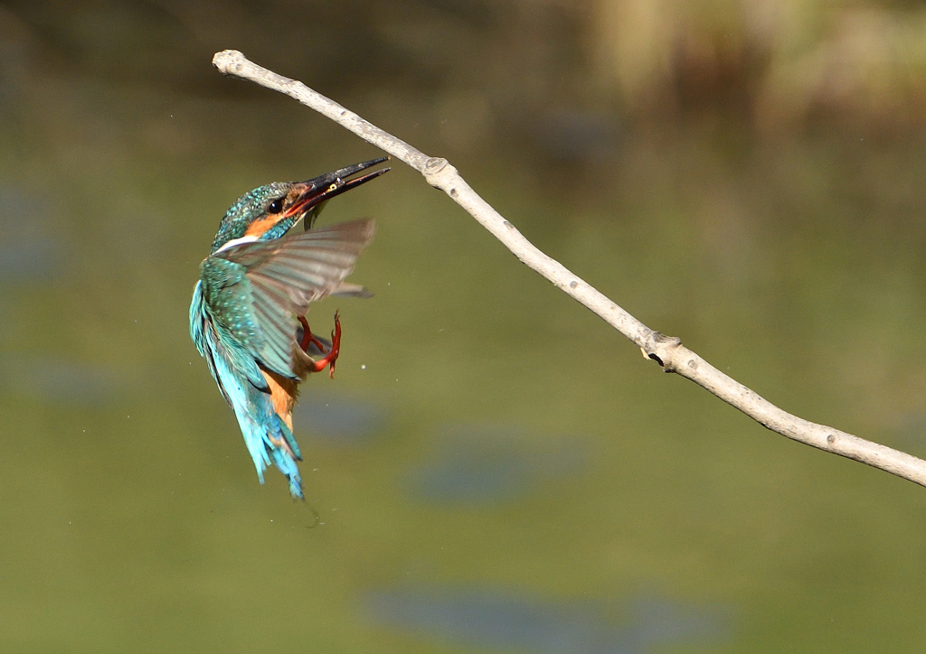  止まり木へ・・・・