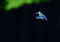 ホバ　５/２２❶