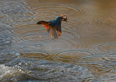 ドジョウを・・・❹