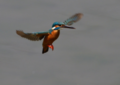 ホバ　５/２２❿