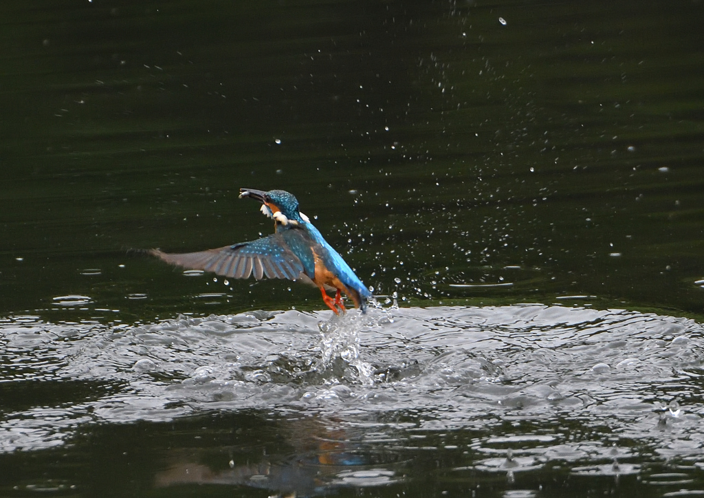 ダイブ　６/２❶