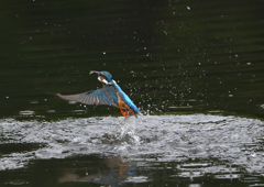 ダイブ　６/２❶