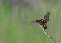 止まり木　４/２７❶