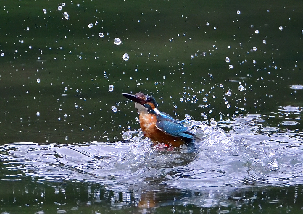 いつもの公園　７/１９➉