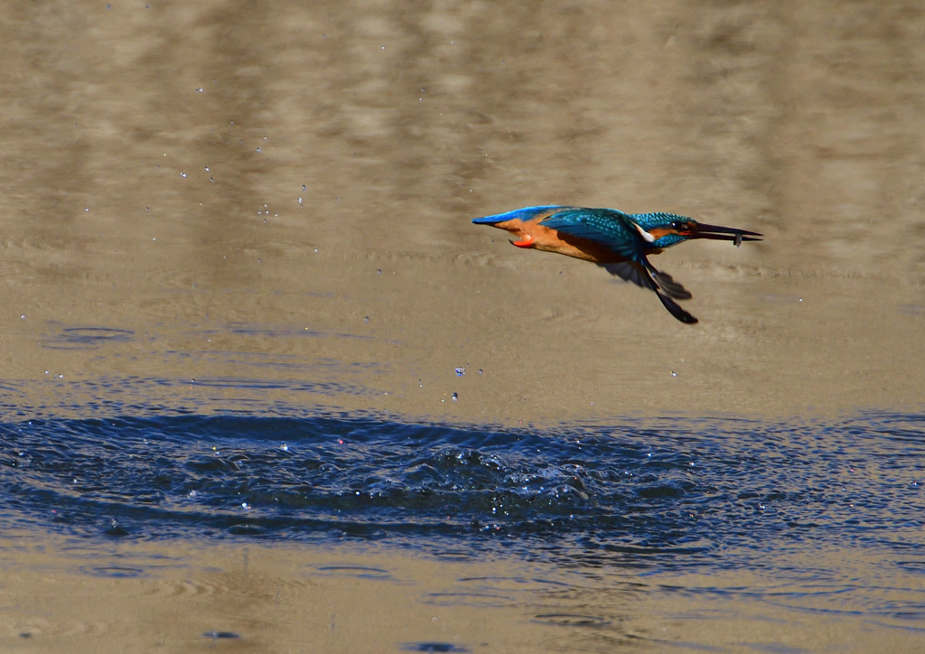 ダイブ　２/２７❹